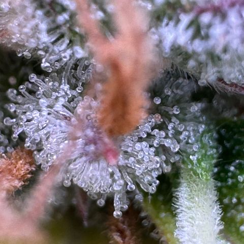 Fat Banana Auto #1 -89g growlog photo: 20:04