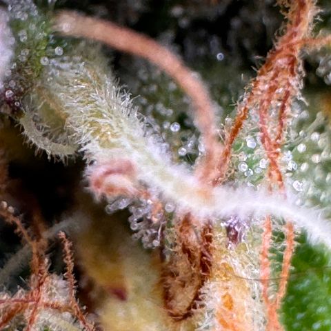 Fat Banana Auto #1 -89g growlog photo: 19:58
