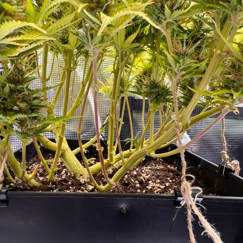Fat Banana Auto #1 -89g growlog photo: 19:46