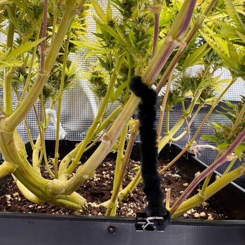 Fat Banana Auto #1 -89g growlog photo: 19:46