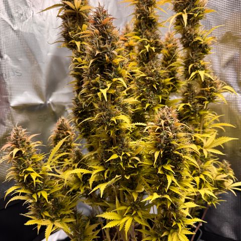 Fat Banana Auto #1 -89g growlog photo: 19:46