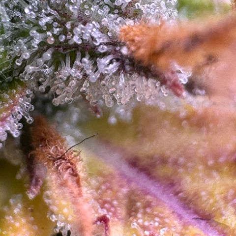 Fat Banana Auto #1 -89g growlog photo: 20:04