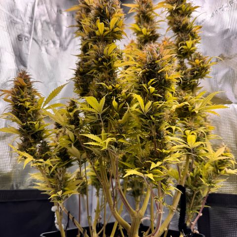 Fat Banana Auto #1 -89g growlog photo: 19:46