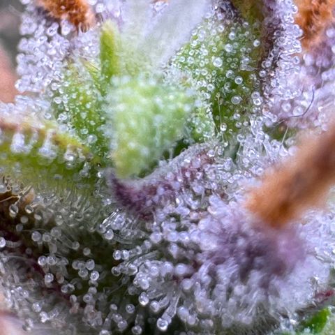 Fat Banana Auto #1 -89g growlog photo: 19:58
