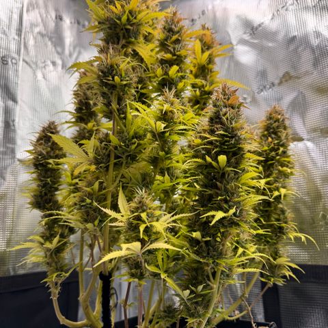 Fat Banana Auto #1 -89g growlog photo: 19:46