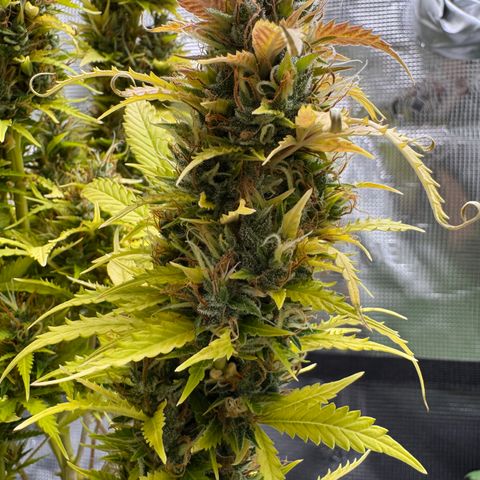 Fat Banana Auto #1 -89g growlog photo: 19:50