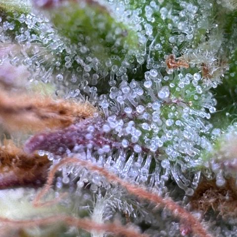 Fat Banana Auto #1 -89g growlog photo: 19:58