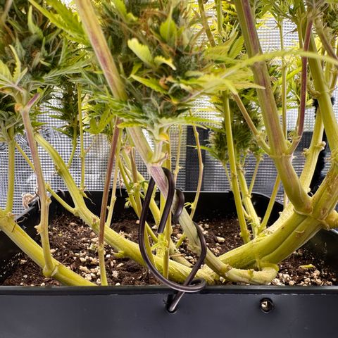 Fat Banana Auto #1 -89g growlog photo: 19:46