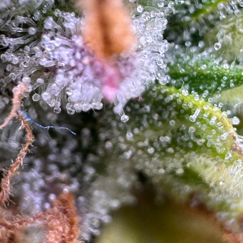 Fat Banana Auto #1 -89g growlog photo: 19:58