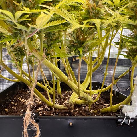 Fat Banana Auto #1 -89g growlog photo: 19:46