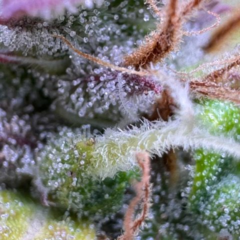Fat Banana Auto #1 -89g growlog photo: 23:52