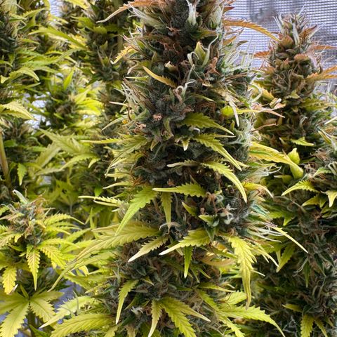 Fat Banana Auto #1 -89g growlog photo: 19:50