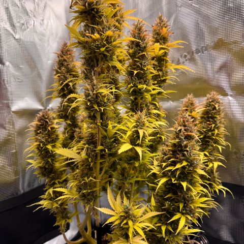 Fat Banana Auto #1 -89g growlog photo: 19:46