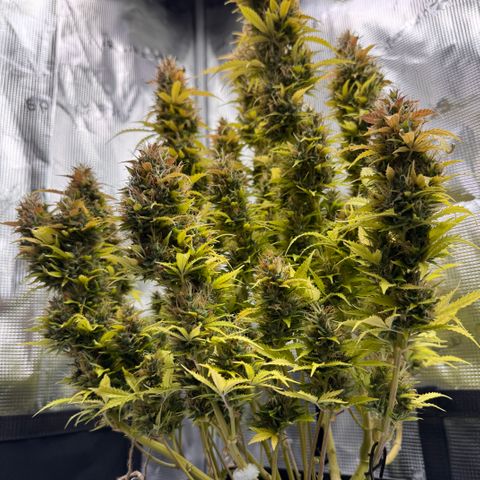 Fat Banana Auto #1 -89g growlog photo: 19:46