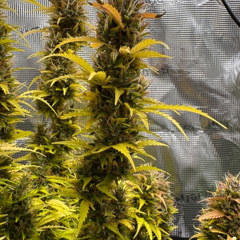 Fat Banana Auto #1 -89g growlog photo: 19:50