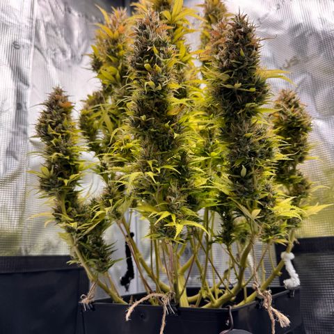 Fat Banana Auto #1 -89g growlog photo: 19:46