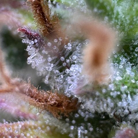 Fat Banana Auto #1 -89g growlog photo: 20:04
