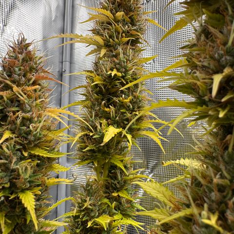 Fat Banana Auto #1 -89g growlog photo: 19:50