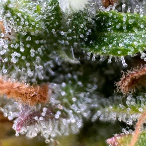 Fat Banana Auto #1 -89g growlog photo: 19:58