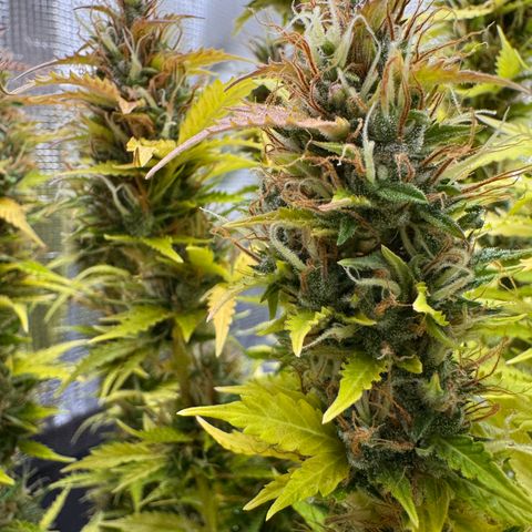 Fat Banana Auto #1 -89g growlog photo: 19:50