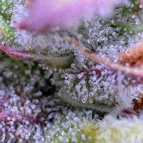 Fat Banana Auto #1 -89g growlog photo: 23:52