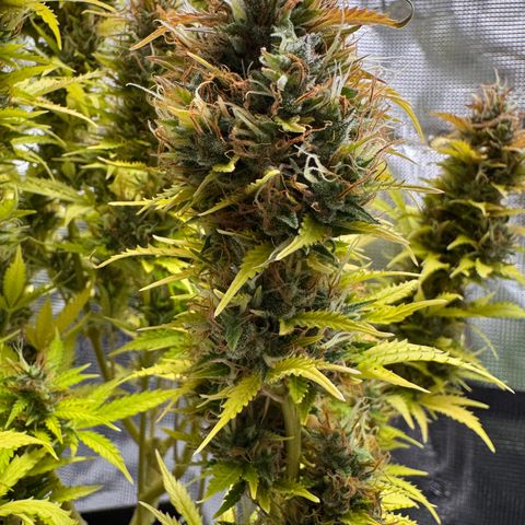 Fat Banana Auto #1 -89g growlog photo: 19:50