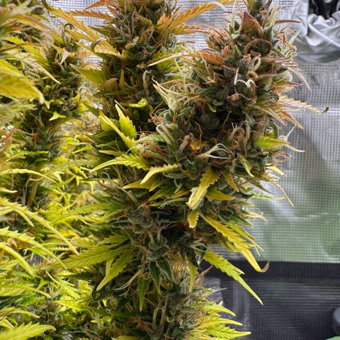 Fat Banana Auto #1 -89g growlog photo: 19:50