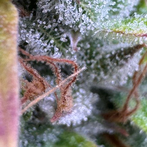 Fat Banana Auto #1 -89g growlog photo: 23:52