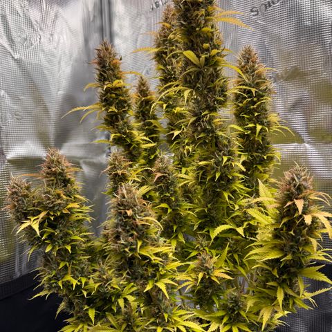 Fat Banana Auto #1 -89g growlog photo: 19:46