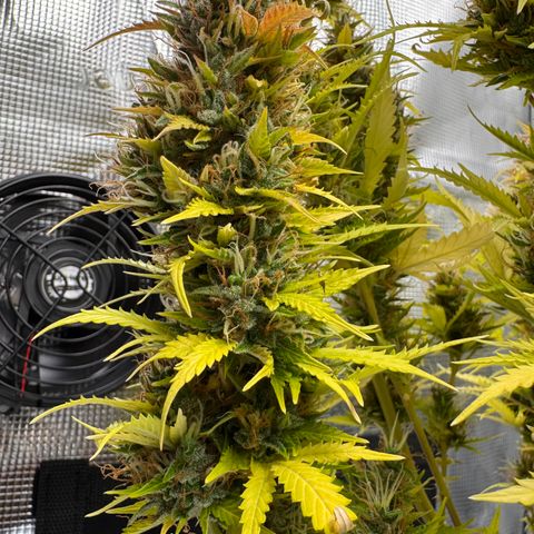 Fat Banana Auto #1 -89g growlog photo: 19:50