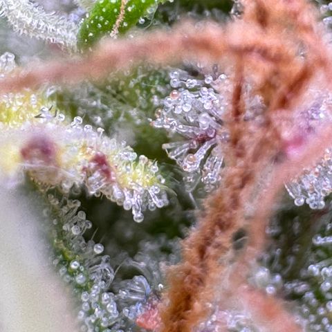 Fat Banana Auto #1 -89g growlog photo: 20:04