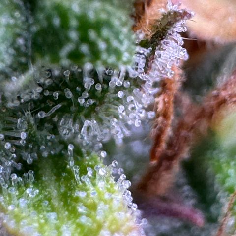 Fat Banana Auto #1 -89g growlog photo: 19:58