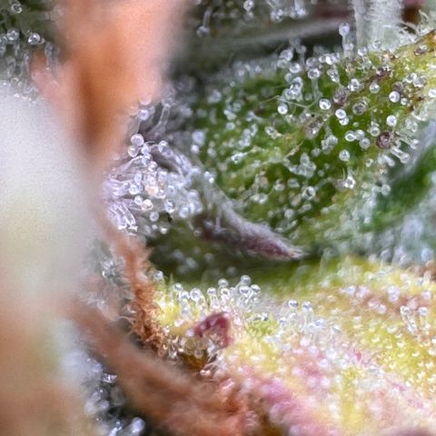 Fat Banana Auto #1 -89g growlog photo: 20:04