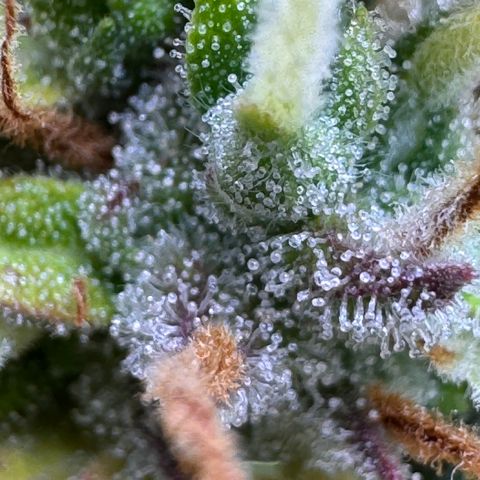 Fat Banana Auto #1 -89g growlog photo: 23:52