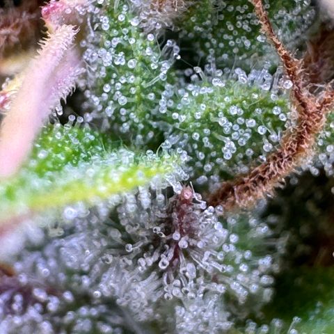 Fat Banana Auto #1 -89g growlog photo: 19:58