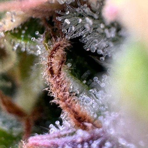 Fat Banana Auto #1 -89g growlog photo: 19:58