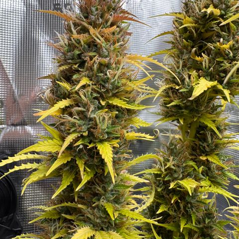 Fat Banana Auto #1 -89g growlog photo: 19:50