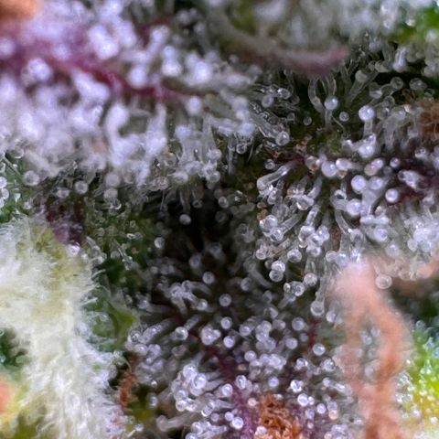 Fat Banana Auto #1 -89g growlog photo: 20:04