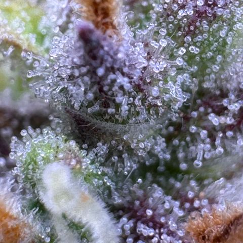Fat Banana Auto #1 -89g growlog photo: 20:04