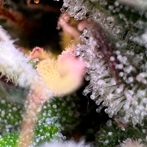 Fat Banana Auto #1 -89g growlog photo: 20:04