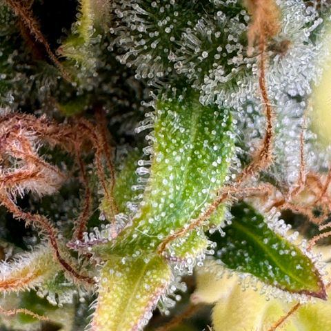 Fat Banana Auto #1 -89g growlog photo: 19:58