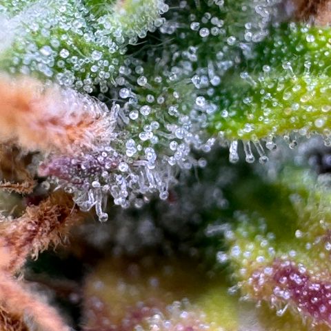 Fat Banana Auto #1 -89g growlog photo: 23:52