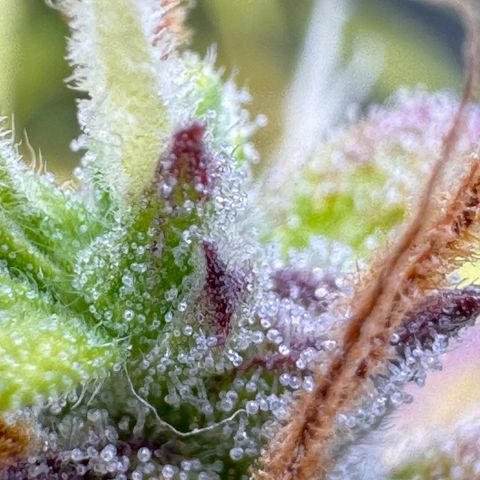 Fat Banana Auto #1 -89g growlog photo: 23:52