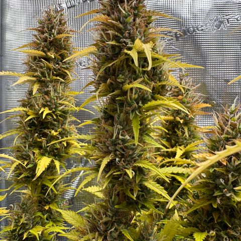 Fat Banana Auto #1 -89g growlog photo: 19:50