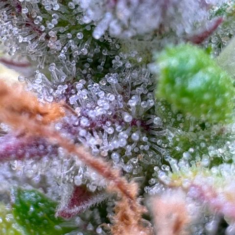 Fat Banana Auto #1 -89g growlog photo: 23:52