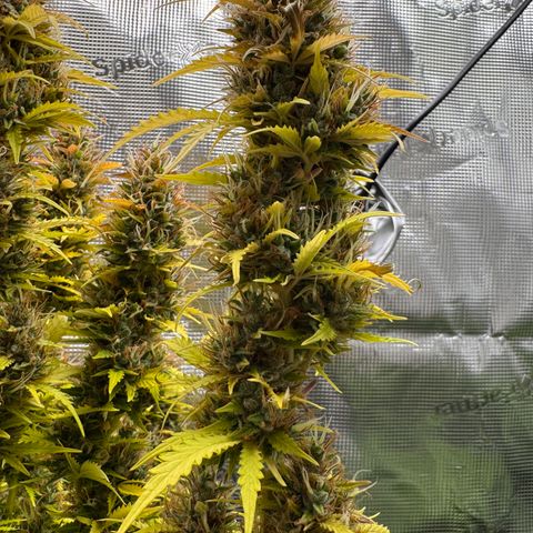 Fat Banana Auto #1 -89g growlog photo: 19:50