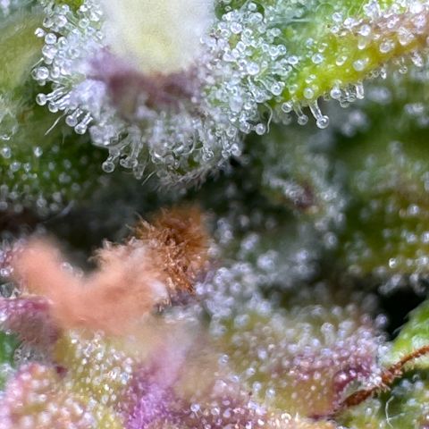 Fat Banana Auto #1 -89g growlog photo: 23:52