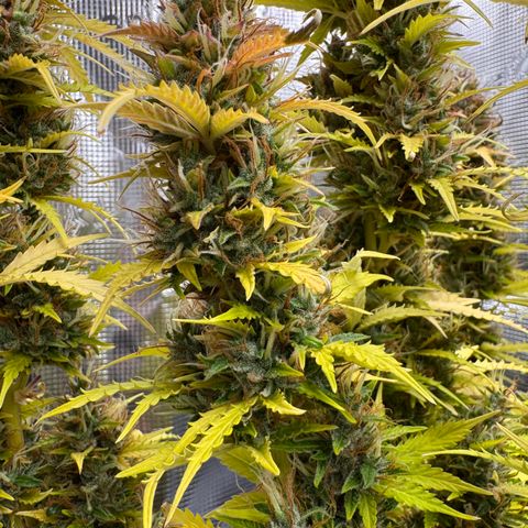 Fat Banana Auto #1 -89g growlog photo: 19:50