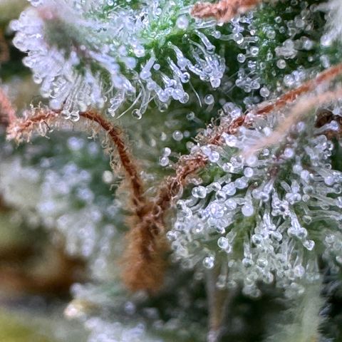 Fat Banana Auto #1 -89g growlog photo: 20:04