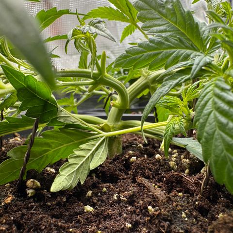 Apple Fritter Auto #3  -85g growlog photo: 16:07